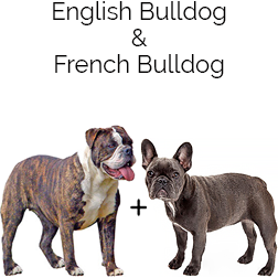 Bantam Bulldogge Dog